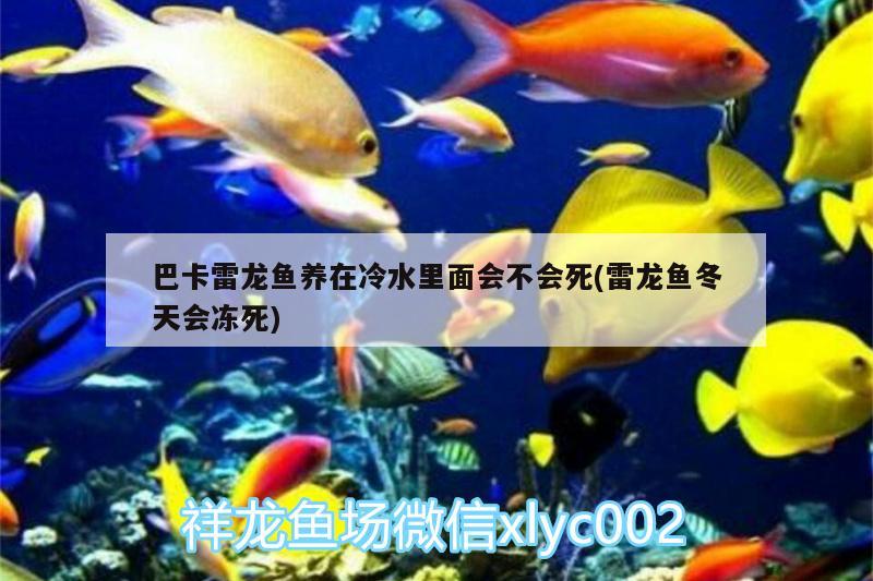 巴卡雷龍魚養(yǎng)在冷水里面會(huì)不會(huì)死(雷龍魚冬天會(huì)凍死) 巴卡雷龍魚