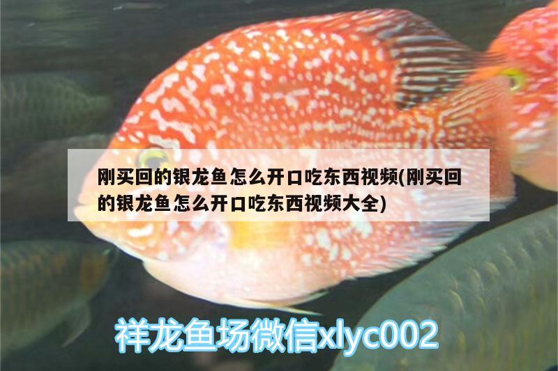 100萬的金龍魚視頻在線觀看(金龍魚1000萬)