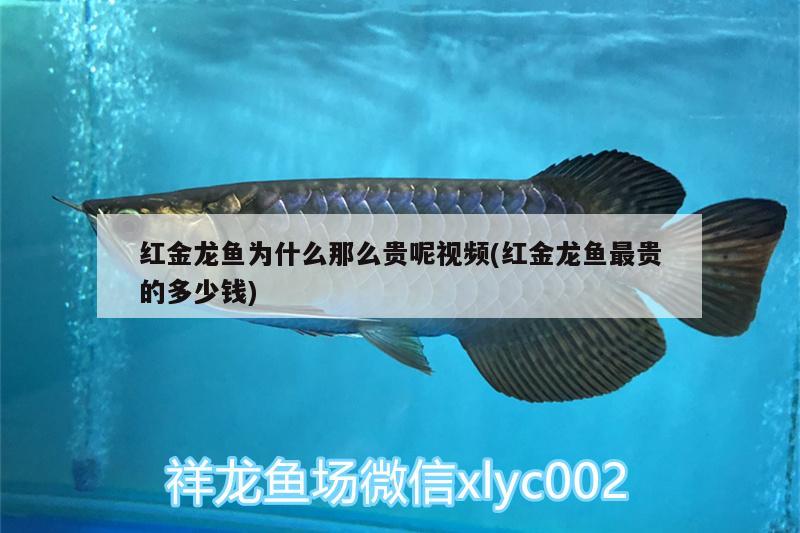 貓咪愛吃魚它們會(huì)被魚刺卡到嗎：貓咪愛吃魚,它們吃魚時(shí)也可能被魚刺卡到嗎?