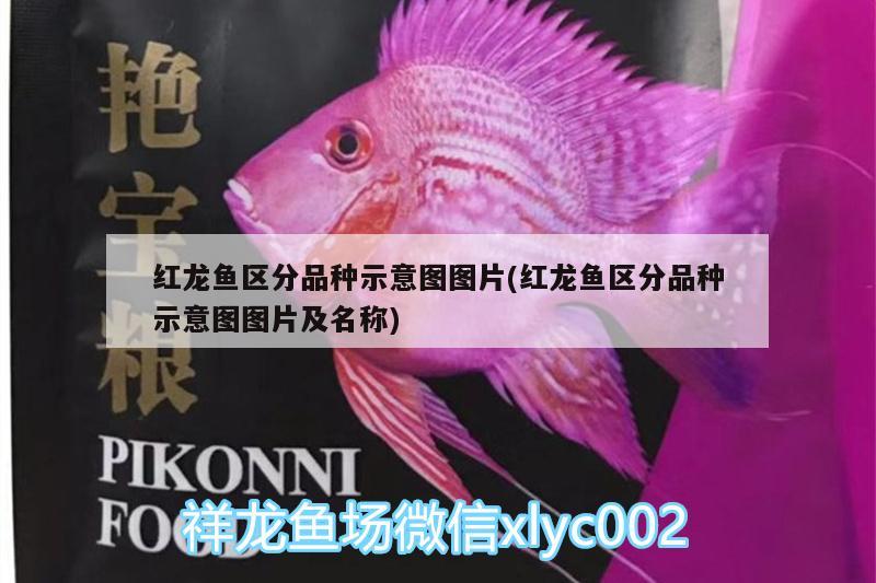 衡水賣觀賞魚的地方 衡水魚市場在哪