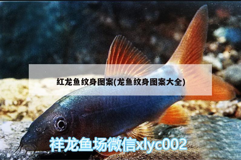 紅龍魚紋身圖案(龍魚紋身圖案大全)