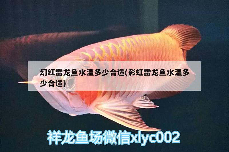 幻紅雷龍魚(yú)水溫多少合適(彩虹雷龍魚(yú)水溫多少合適) 白化巴西龜（白巴）