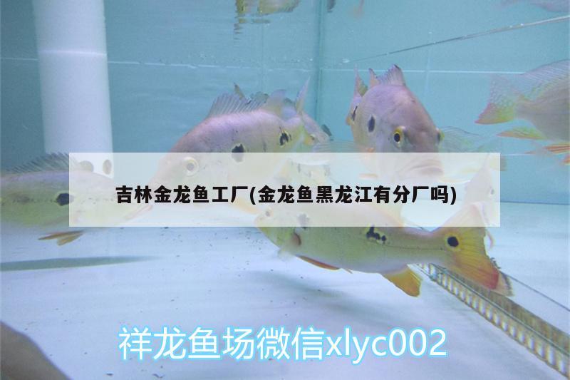 吉林金龍魚工廠(金龍魚黑龍江有分廠嗎)