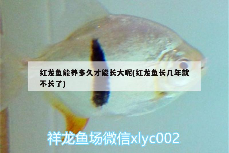 紅龍魚能養(yǎng)多久才能長大呢(紅龍魚長幾年就不長了)