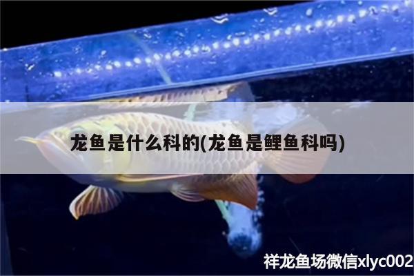 龍魚是什么科的(龍魚是鯉魚科嗎) 祥龍金禾金龍魚 第2張