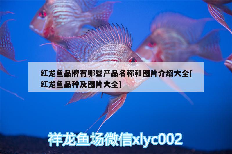 24k金龍魚燈光（金魚 燈光） 稀有金龍魚 第3張