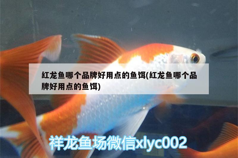 紅龍魚(yú)哪個(gè)品牌好用點(diǎn)的魚(yú)餌(紅龍魚(yú)哪個(gè)品牌好用點(diǎn)的魚(yú)餌) 三色錦鯉魚(yú) 第2張