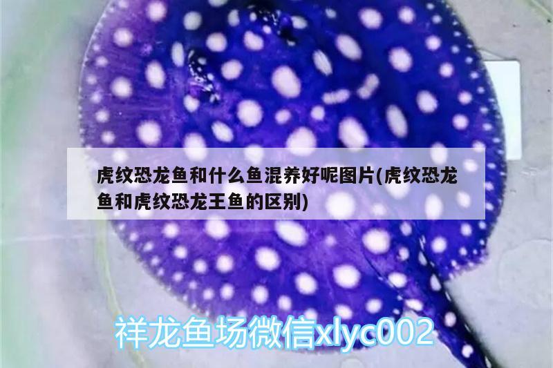 三米的魚缸用多厚的玻璃好（三米的魚缸用多厚的玻璃好呢）