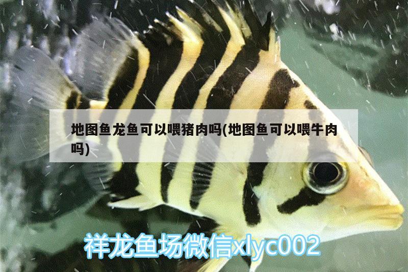 地圖魚龍魚可以喂豬肉嗎(地圖魚可以喂牛肉嗎) 野生地圖魚