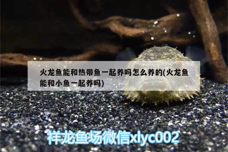 火龍魚能和熱帶魚一起養(yǎng)嗎怎么養(yǎng)的(火龍魚能和小魚一起養(yǎng)嗎)