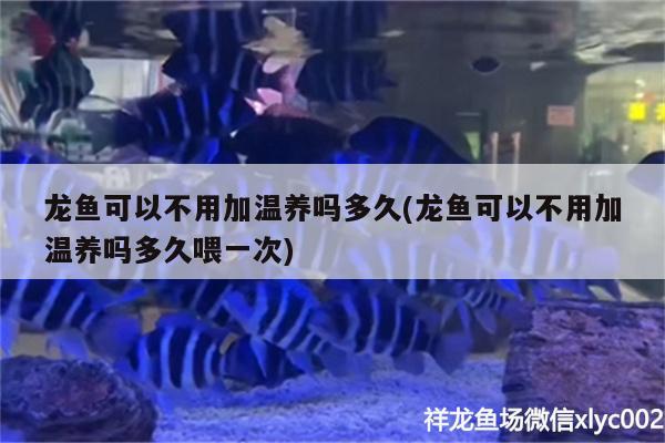 龍魚可以不用加溫養(yǎng)嗎多久(龍魚可以不用加溫養(yǎng)嗎多久喂一次) 稀有紅龍品種