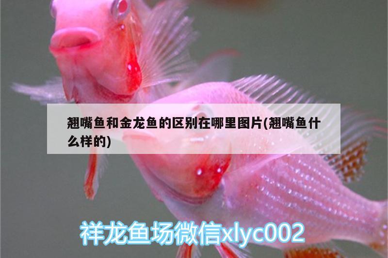 翹嘴魚和金龍魚的區(qū)別在哪里圖片(翹嘴魚什么樣的)