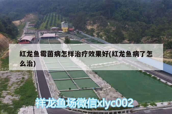 鱷雀鱔國家為何不禁止，鱷雀鱔與鱷魚放在一起哪個厲害