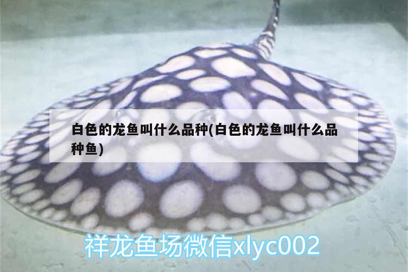 白色的龍魚叫什么品種(白色的龍魚叫什么品種魚)