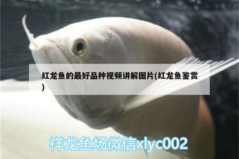 十大不建議購買的魚缸魚缸，十大不建議購買的魚缸