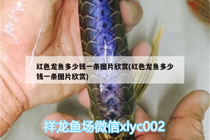 紅色龍魚(yú)多少錢一條圖片欣賞(紅色龍魚(yú)多少錢一條圖片欣賞)