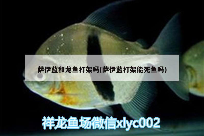 薩伊藍(lán)和龍魚打架嗎(薩伊藍(lán)打架能死魚嗎)