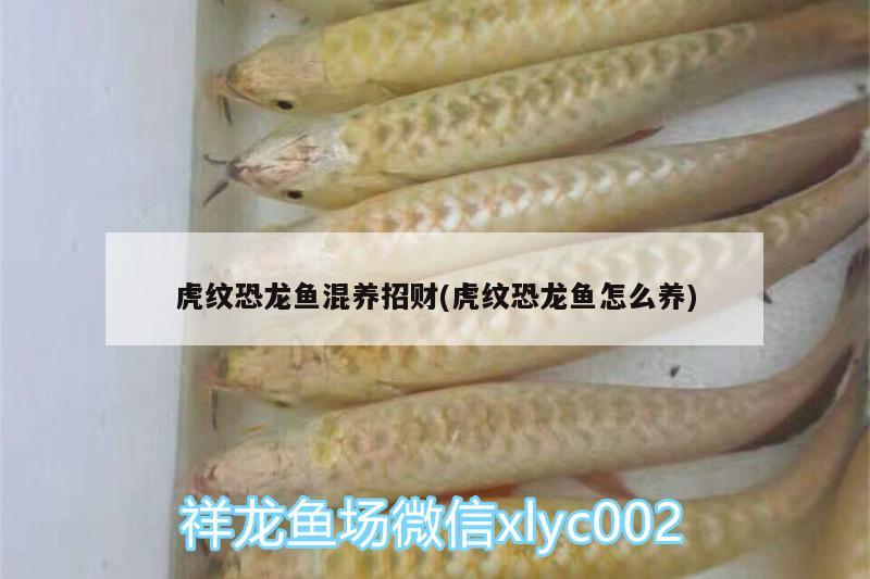 魚缸如何安裝加熱棒？詳細(xì)圖解視頻教程，魚缸如何安裝加熱棒 皇冠黑白魟魚 第3張