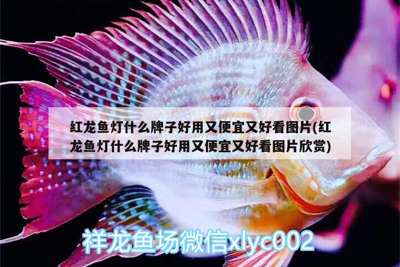 紅龍魚燈什么牌子好用又便宜又好看圖片(紅龍魚燈什么牌子好用又便宜又好看圖片欣賞) 黃金河虎魚