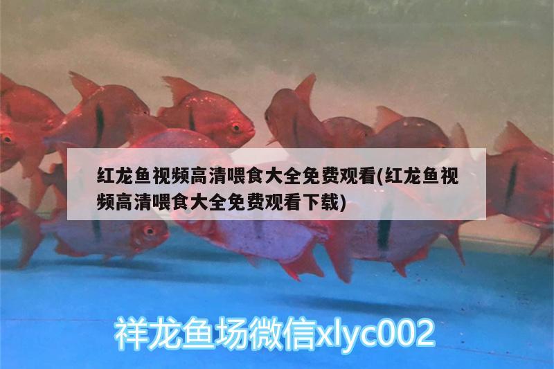 紅龍魚視頻高清喂食大全免費(fèi)觀看(紅龍魚視頻高清喂食大全免費(fèi)觀看下載)