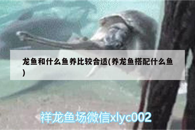 龍魚和什么魚養(yǎng)比較合適(養(yǎng)龍魚搭配什么魚) 非洲象鼻魚