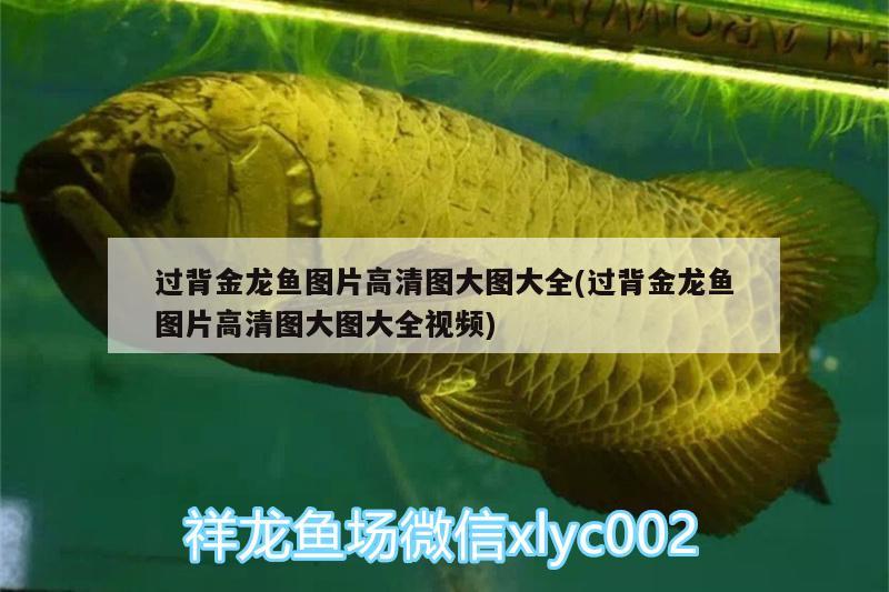 過背金龍魚圖片高清圖大圖大全(過背金龍魚圖片高清圖大圖大全視頻)