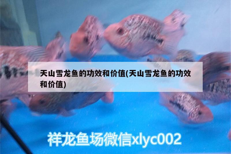 龍魚背景圖片大全，龍魚動態(tài)壁紙，龍魚動態(tài)壁紙手機壁紙 圖騰金龍魚 第2張