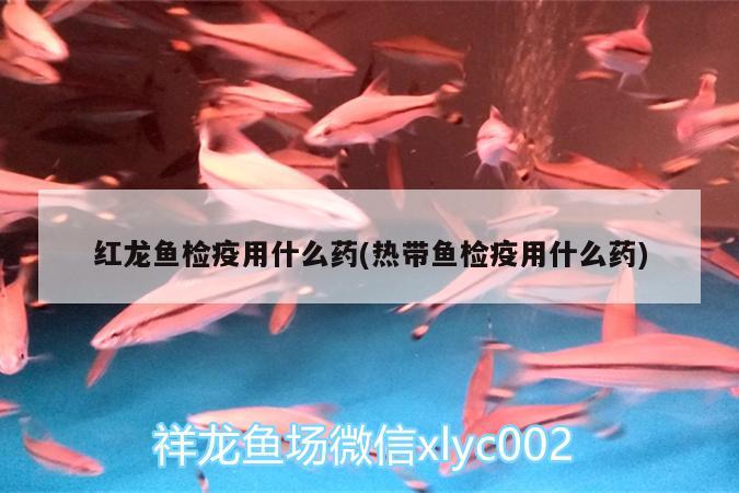 紅龍魚檢疫用什么藥(熱帶魚檢疫用什么藥) 魚缸水泵