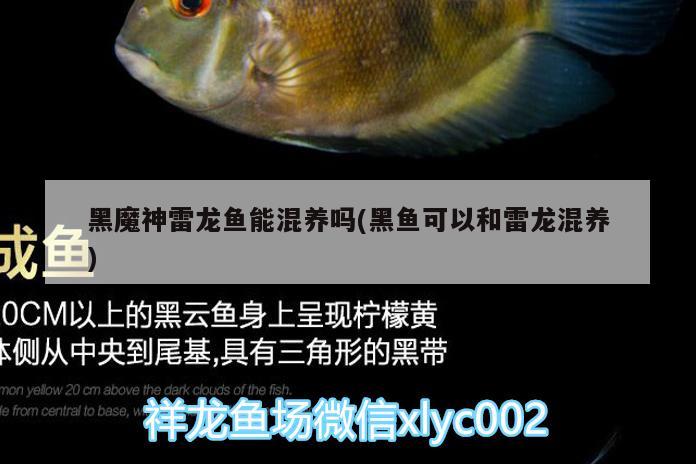 東營觀賞魚市場有人喜歡這樣的OB嗎我的最愛