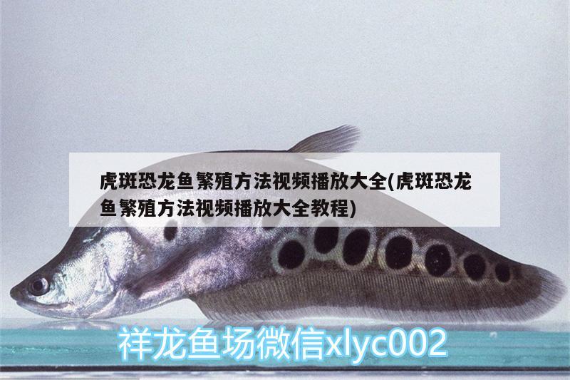 龍魚在水面張嘴呼吸正常嗎：龍魚在水面張嘴呼吸正常嗎為什么 廣州水族批發(fā)市場 第1張