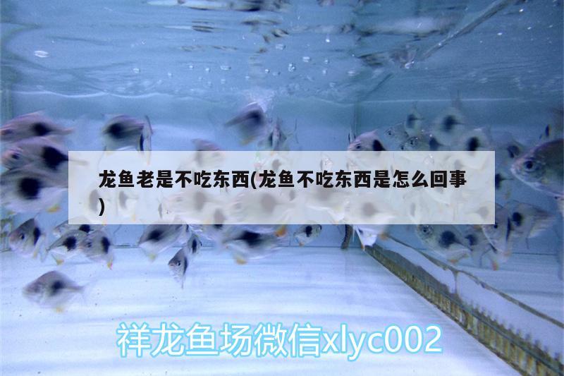 龍魚(yú)老是不吃東西(龍魚(yú)不吃東西是怎么回事) 硝化細(xì)菌 第2張