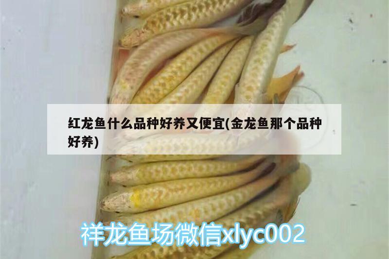 紅龍魚什么品種好養(yǎng)又便宜(金龍魚那個(gè)品種好養(yǎng))