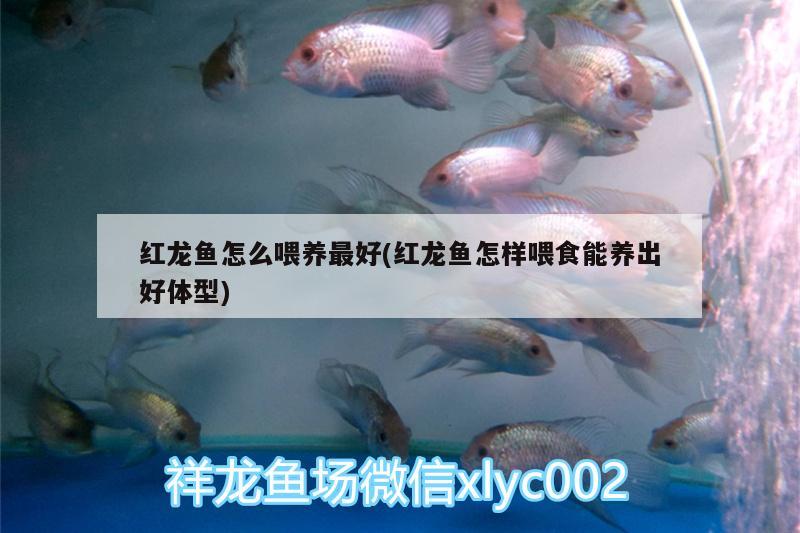 紅龍魚怎么喂養(yǎng)最好(紅龍魚怎樣喂食能養(yǎng)出好體型)