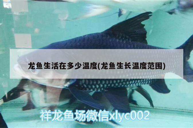 龍魚生活在多少溫度(龍魚生長溫度范圍)