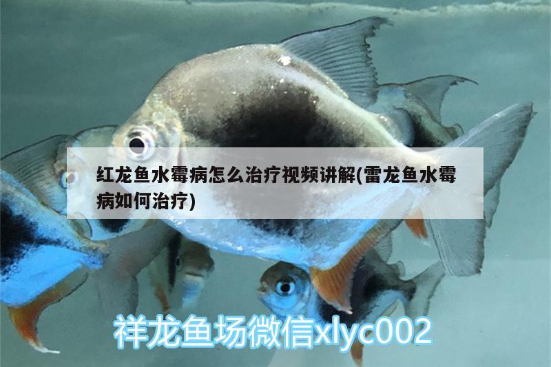 紅龍魚水霉病怎么治療視頻講解(雷龍魚水霉病如何治療)