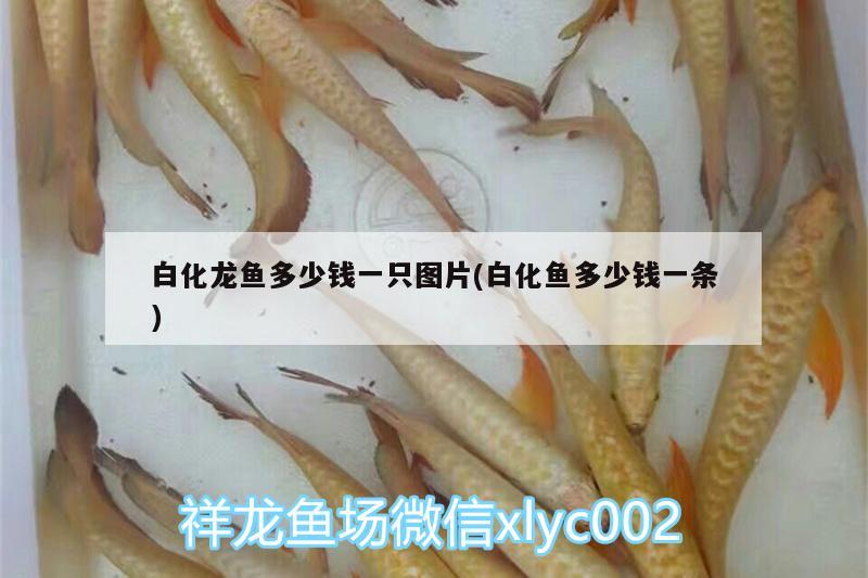 白化龍魚多少錢一只圖片(白化魚多少錢一條) B級(jí)過背金龍魚