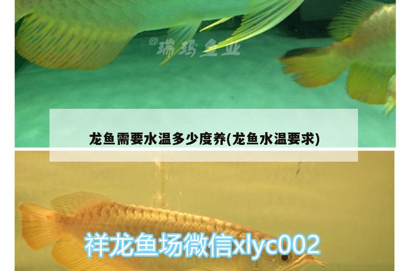 龍魚需要水溫多少度養(yǎng)(龍魚水溫要求)