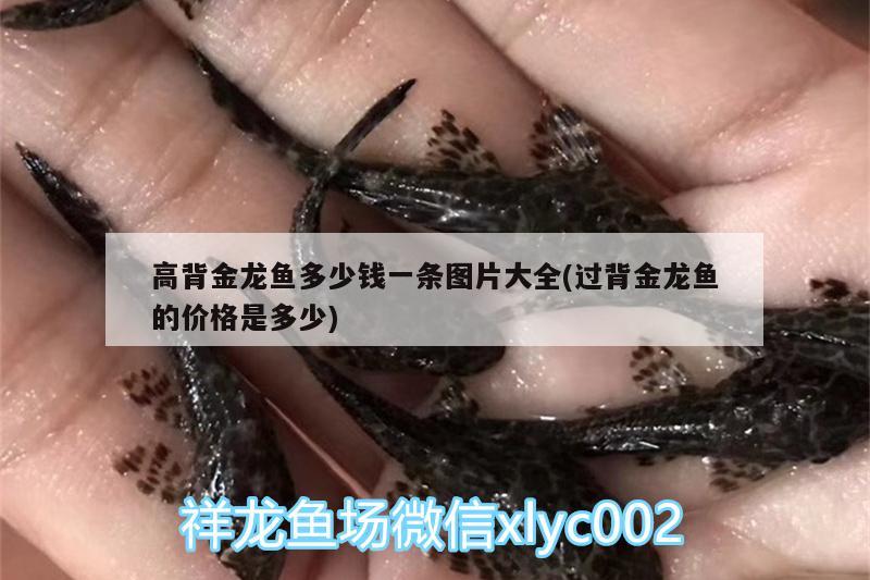 高背金龍魚多少錢一條圖片大全(過背金龍魚的價格是多少)