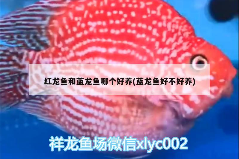 紅龍魚和藍(lán)龍魚哪個(gè)好養(yǎng)(藍(lán)龍魚好不好養(yǎng)) 觀賞魚魚苗