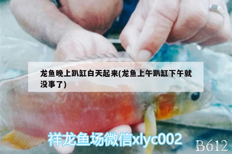 龍魚晚上趴缸白天起來(lái)(龍魚上午趴缸下午就沒事了) 生態(tài)瓶/創(chuàng)意缸/桌面微景缸