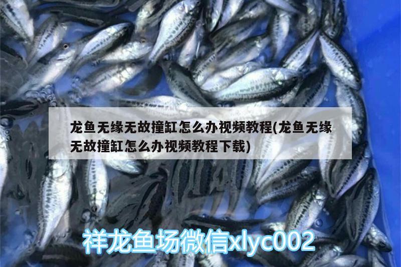 惠州水族批發(fā)市場(chǎng)：煙火向星辰所愿皆成真 觀賞魚水族批發(fā)市場(chǎng) 第5張