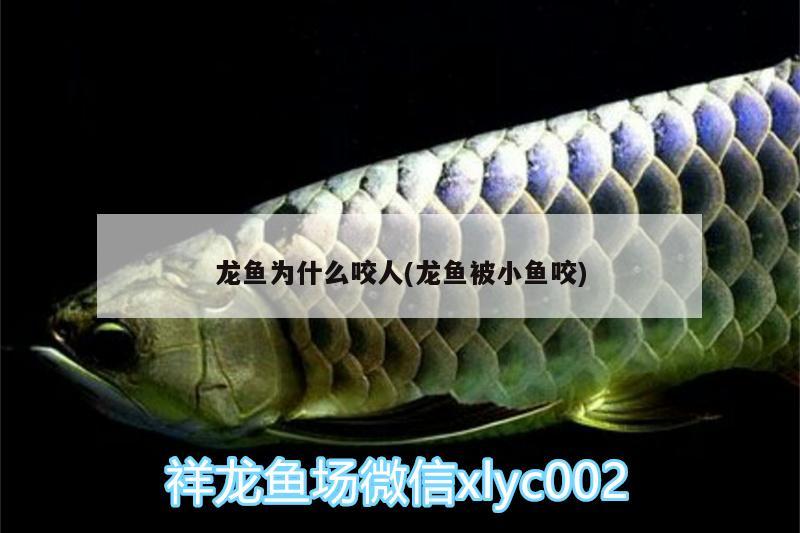 龍魚(yú)為什么咬人(龍魚(yú)被小魚(yú)咬)