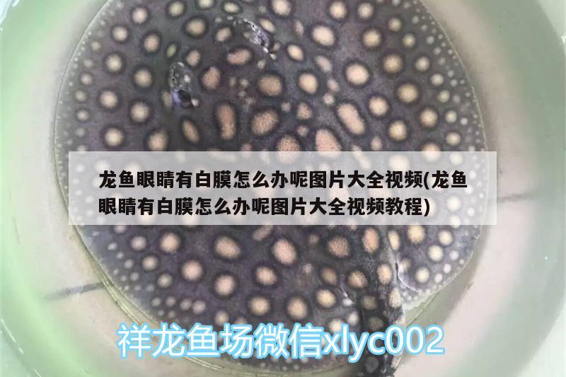 龍魚眼睛有白膜怎么辦呢圖片大全視頻(龍魚眼睛有白膜怎么辦呢圖片大全視頻教程) 紅龍專用魚糧飼料