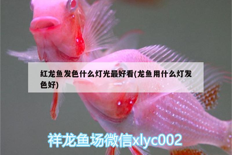 紅龍魚發(fā)色什么燈光最好看(龍魚用什么燈發(fā)色好)