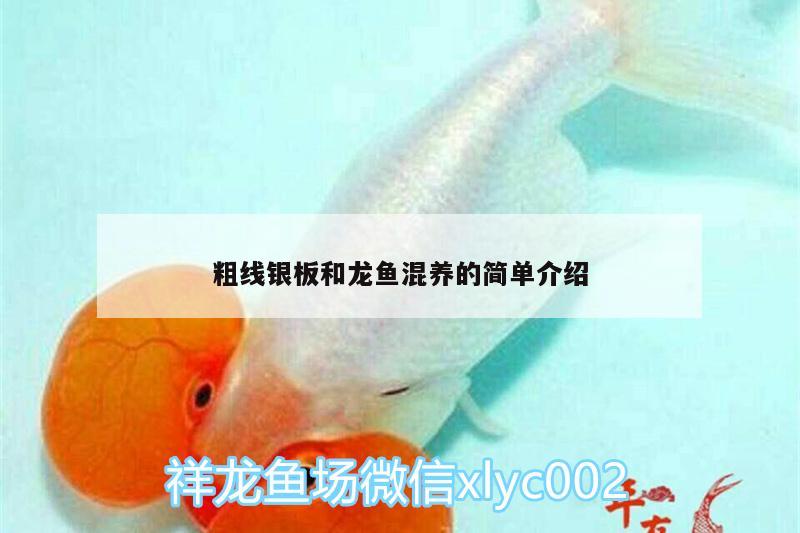 粗線銀板和龍魚混養(yǎng)的簡單介紹