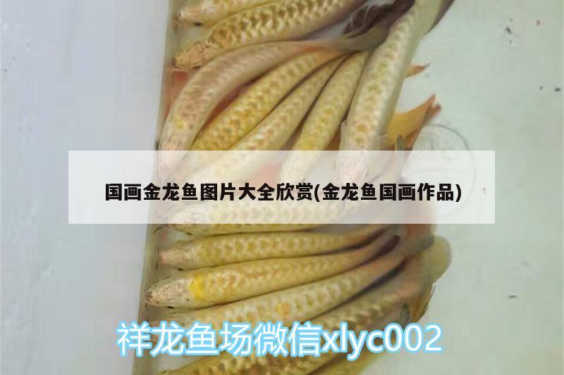 國畫金龍魚圖片大全欣賞(金龍魚國畫作品) B級過背金龍魚