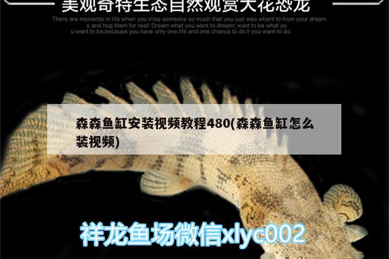 森森魚缸安裝視頻教程480(森森魚缸怎么裝視頻)