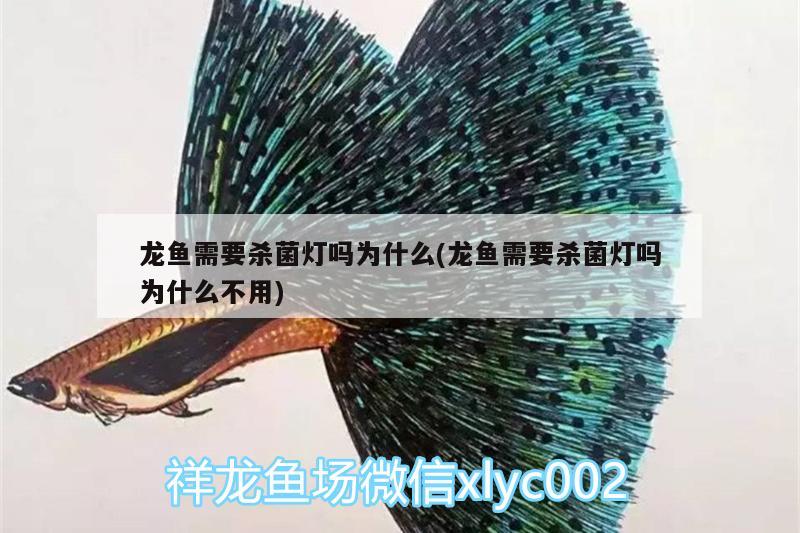 龍魚需要殺菌燈嗎為什么(龍魚需要殺菌燈嗎為什么不用)