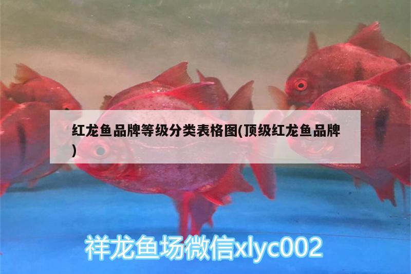 紅龍魚品牌等級(jí)分類表格圖(頂級(jí)紅龍魚品牌) 潛水艇魚