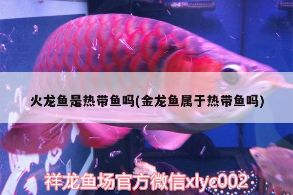 火龍魚是熱帶魚嗎(金龍魚屬于熱帶魚嗎) 黃金貓魚百科